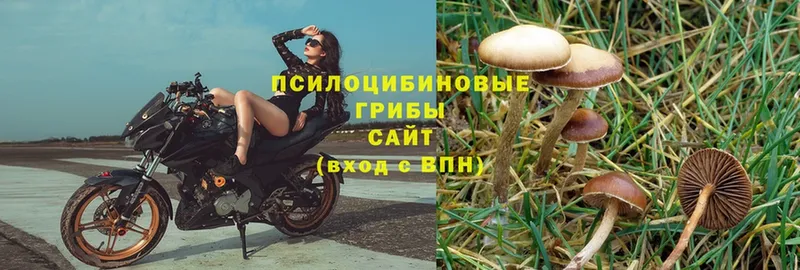 Псилоцибиновые грибы Psilocybe  Иваново 